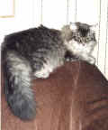 Gordi2000b.jpg (65159 Byte)