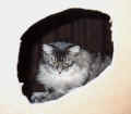 Gordi2000e.jpg (37104 Byte)