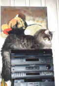 Gordi2000f.jpg (43453 Byte)