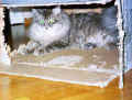 GordiBox2.jpg (32364 Byte)