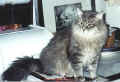 gordy41.jpg (46766 Byte)
