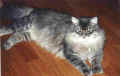 gordy46.jpg (24375 Byte)